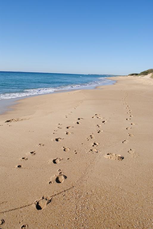 Surfside On The Beach Buddina Esterno foto